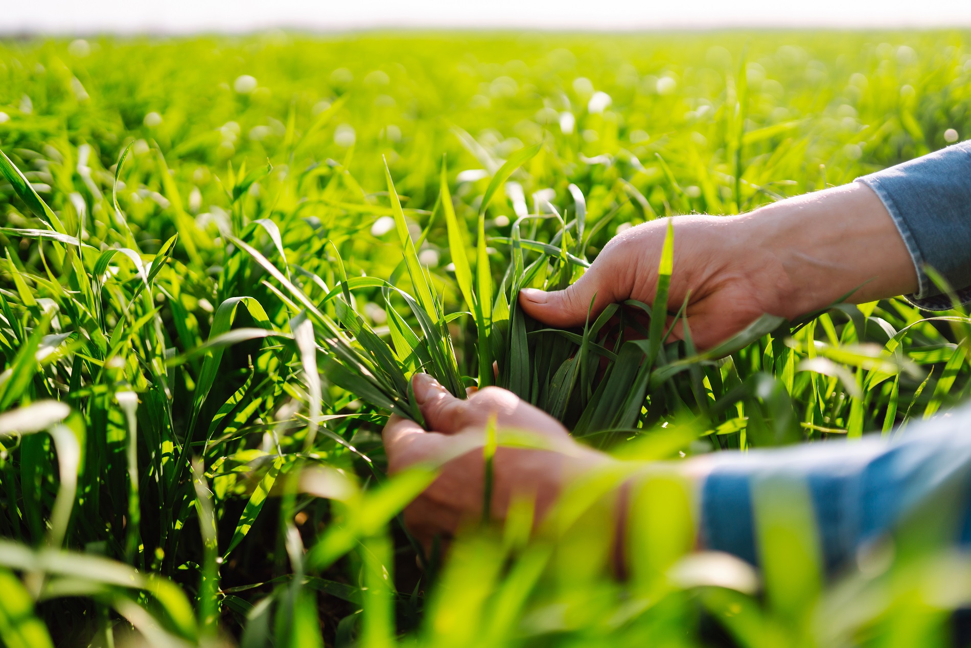 Buenas prácticas agrícolas: Prevención de resistencias a productos fitosanitarios