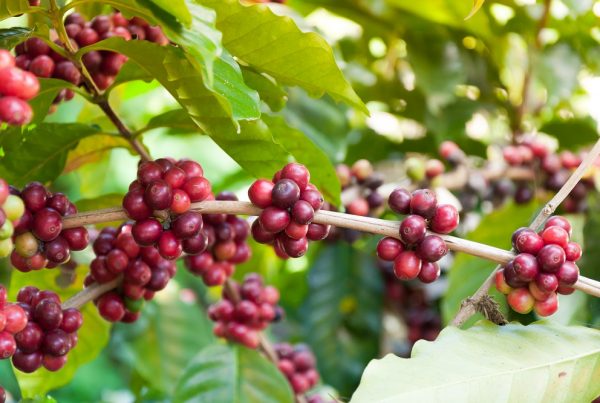 rubiáceas cultivo de café familias de cultivos sanidad vegetal fitosanitarios agricultura aepla