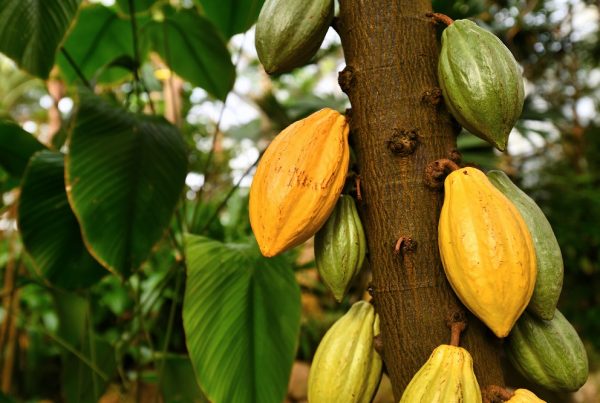 esterculiáceas cacao cola familias de cultivos sanidad vegetal fitosanitarios agricultura aepla