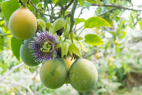 pasifloráceas fruta de la pasión maracuyá granadilla familias de cultivos sanidad vegetal fitosanitarios agricultura aepla