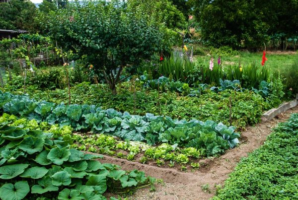 huerto doméstico agricultura sostenible huerto urbano sanidad vegetal protección de cultivos áreas verdes aepla