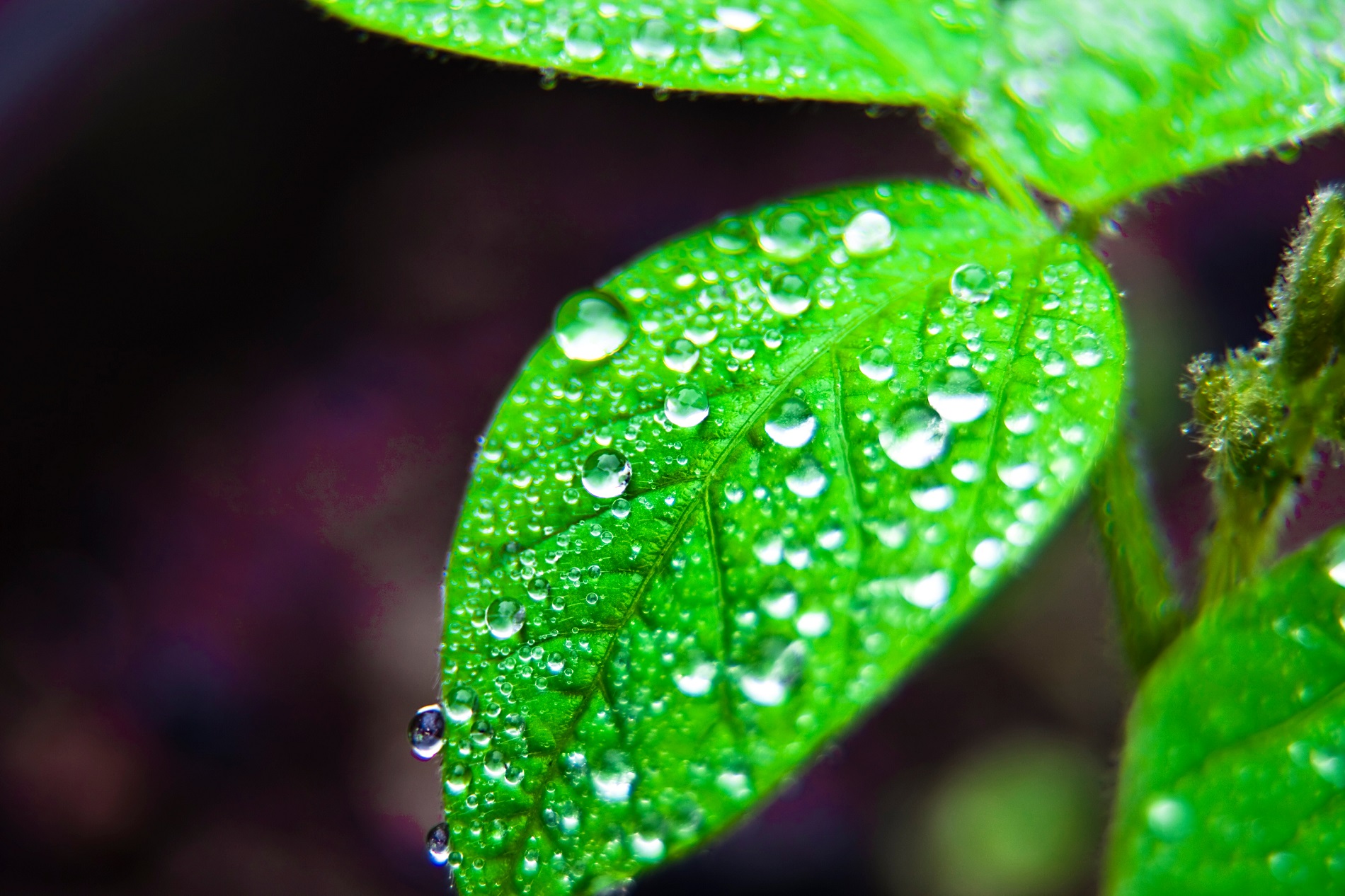 ¿Cómo realizar un consumo eficiente y responsable de tu agua de riego?