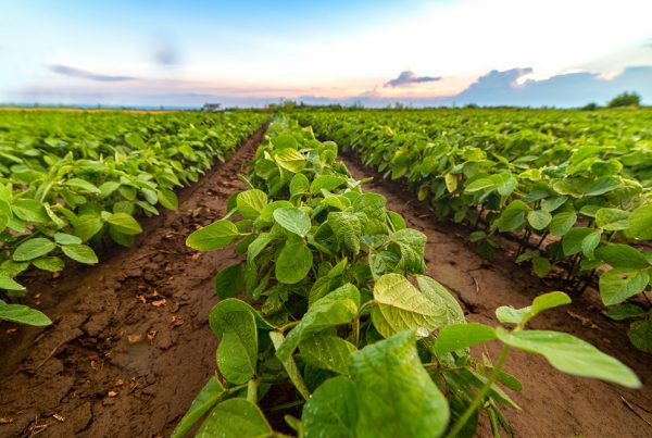productividad agrícola sanidad vegetal protección de cultivos cosecha agricultura sostenible aepla