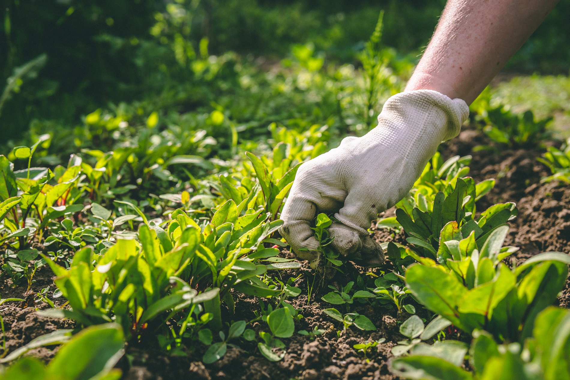¿Qué puedes hacer para prevenir la aparición de malas hierbas en tus cultivos?