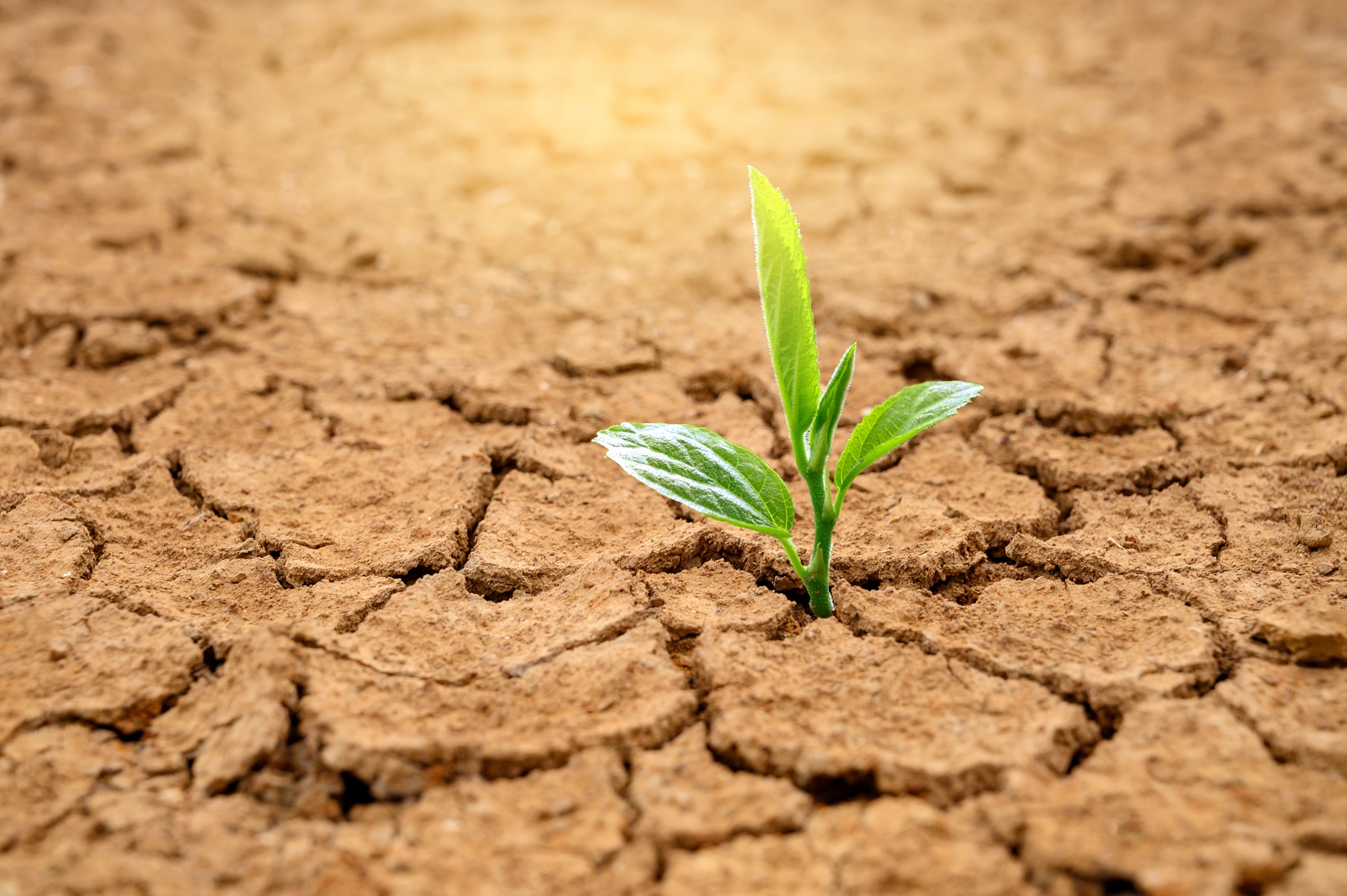 Buenas prácticas agrícolas: Consejos útiles para evitar la compactación superficial del suelo