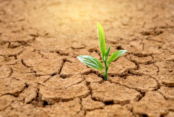 compactación del suelo buenas prácticas agrícolas agricultura sostenible suelo agrícola protección de cultivos erosión desertificación sanidad vegetal aepla