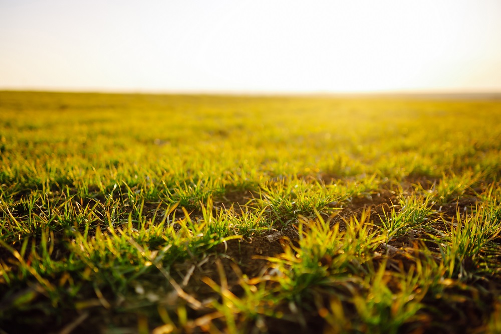 condiciones ambientales aplicación tratamientos fitosanitarios sanidad vegetal prevención agricultura sanidad vegetal aepla