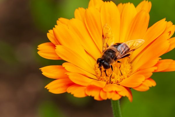 polinizadores abejas agricultura sostenible protección de cultivos huerto doméstico áreas verdes huertos jardines sanidad vegetal aepla