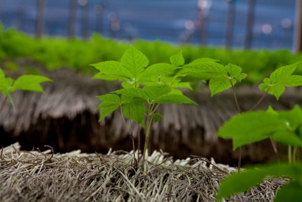 araliáceas cultivo ginseng familias de cultivos gestión integrada de plagas sanidad vegetal fitosanitarios agricultura aepla