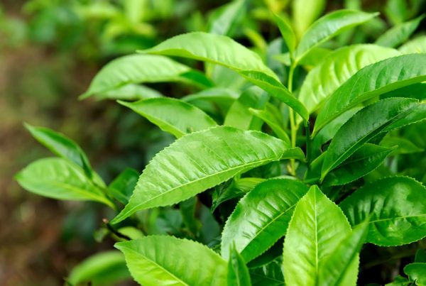teáceas cultivo de té familias de cultivos gestión integrada de plagas sanidad vegetal fitosanitarios agricultura aepla