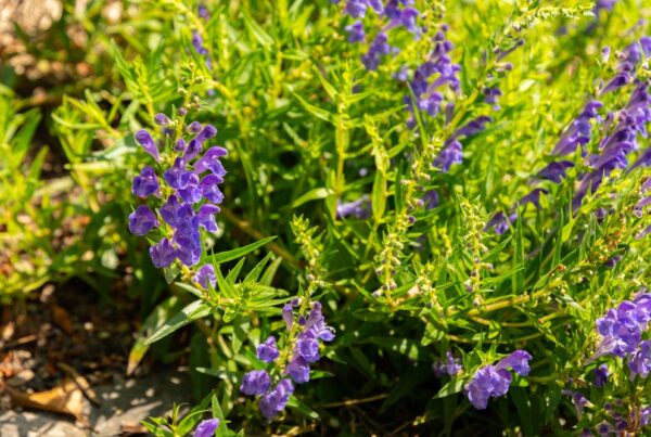 verano amenazas jardín malas hierbas pulgón hormigas babosas sanidad vegetal áreas verdes aepla