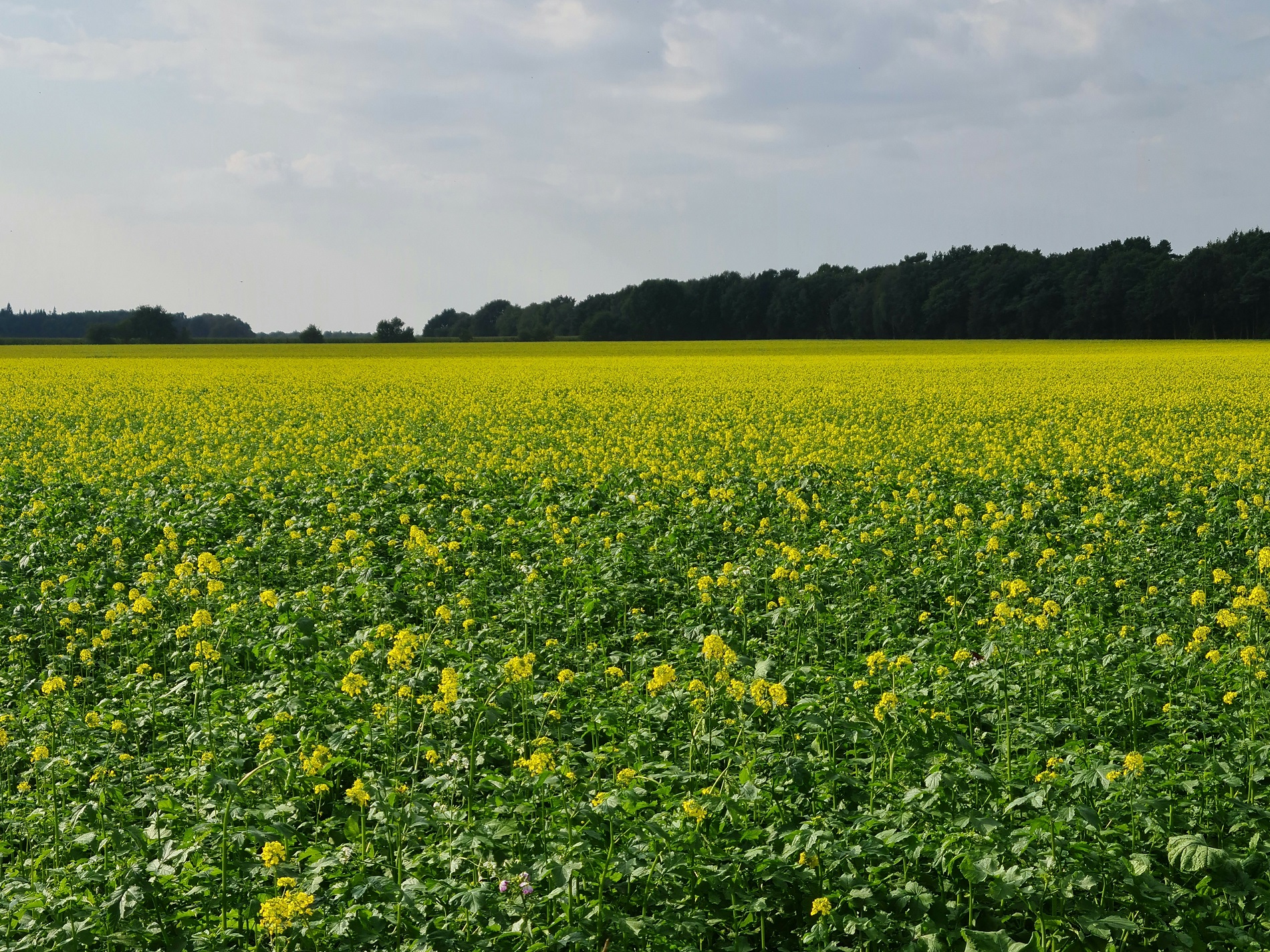 ¿En qué medida puede ayudar la rotación de cultivos a proteger tu suelo agrícola?