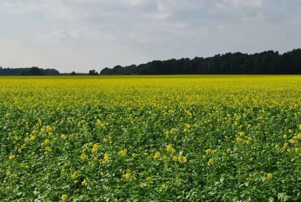 rotación de cultivos buenas prácticas agrícolas agricultura sostenible suelo agrícola sanidad vegetal protección de cultivos aepla