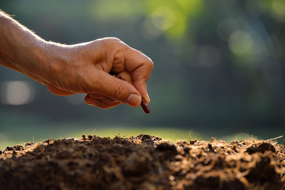 siembra directa agricultura sostenible buenas prácticas agrícolas sanidad vegetal aepla