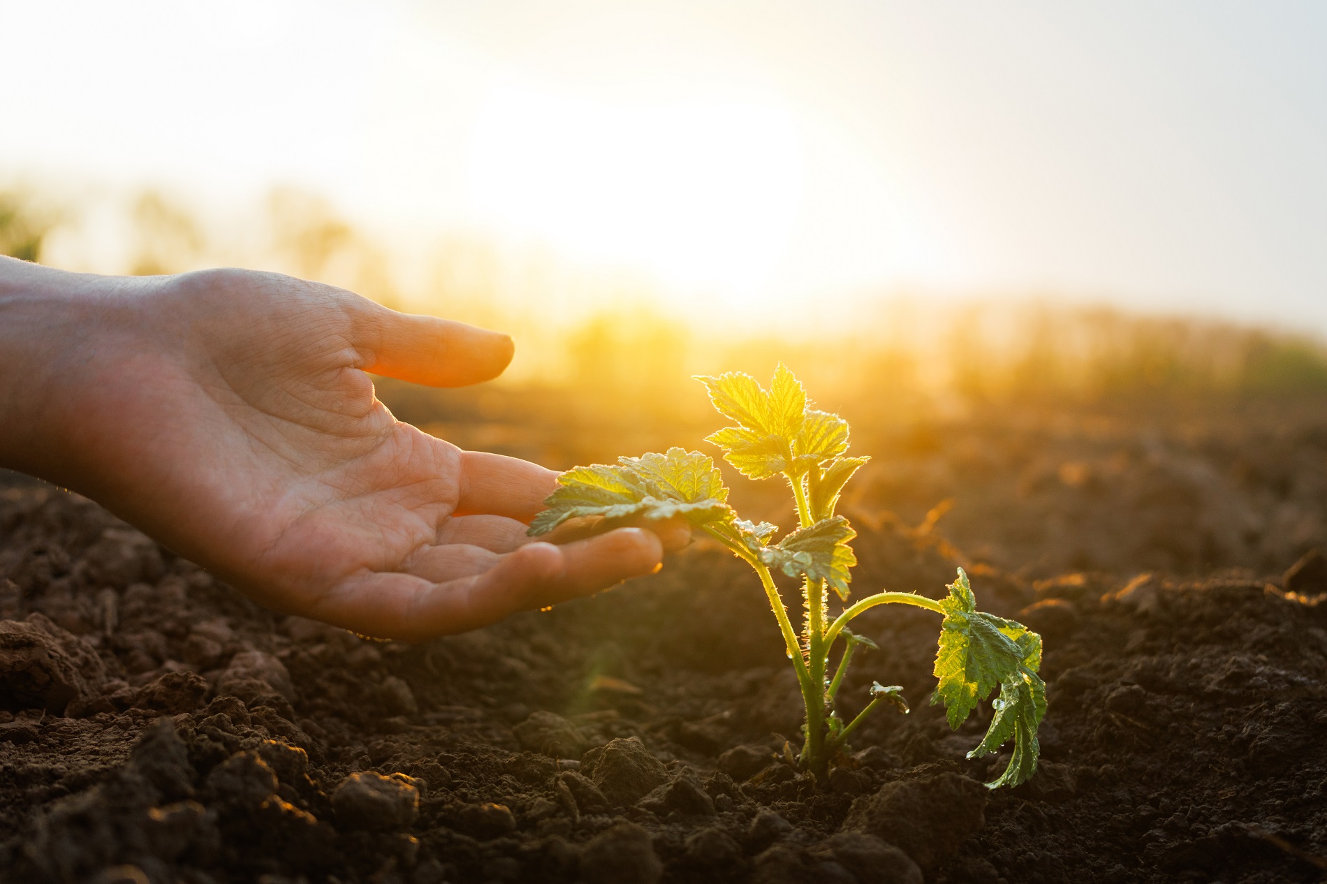 ¿Qué plagas y enfermedades agrícolas presentan un mayor riesgo de proliferación en verano?