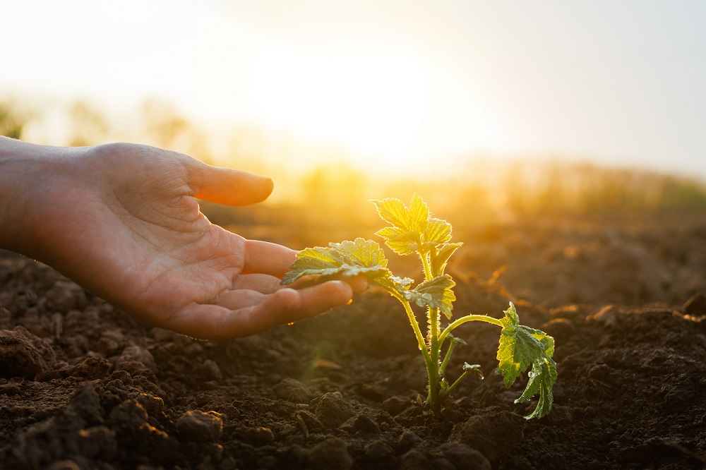 amenazas agrícolas verano protección de cultivos sanidad vegetal agricultura sostenible aepla