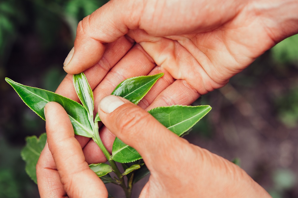 sanidad vegetal prevención plagas y enfermedades gestión integrada de plagas agricultura sostenible protección de cultivos aepla