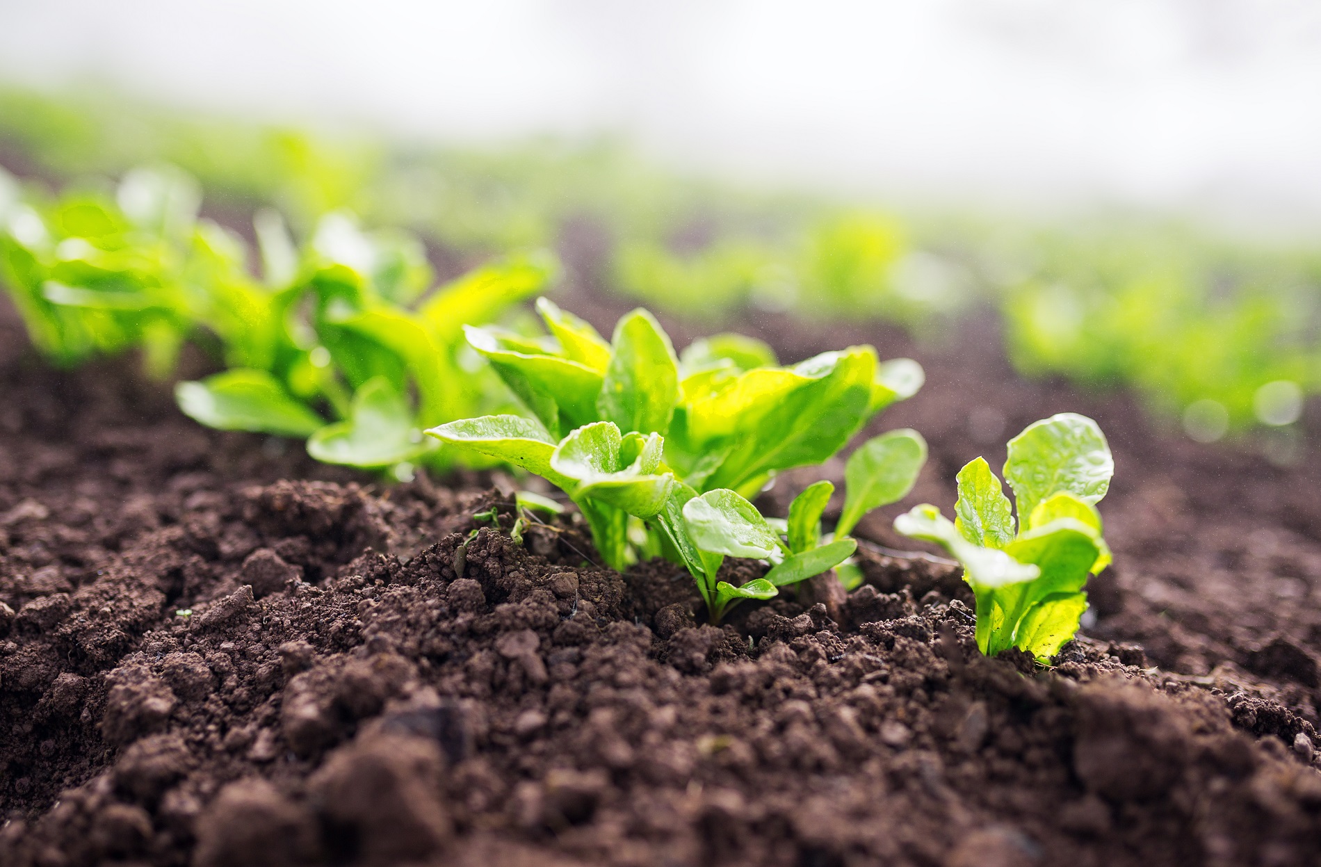 Buenas prácticas agrícolas: Medidas básicas para prevenir la aparición de plagas en tus cultivos