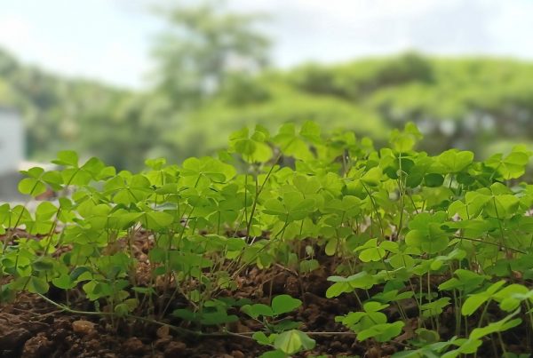 cubiertas vegetales protección de cultivos sanidad vegetal agricultura sostenible sostenibilidad buenas prácticas aepla