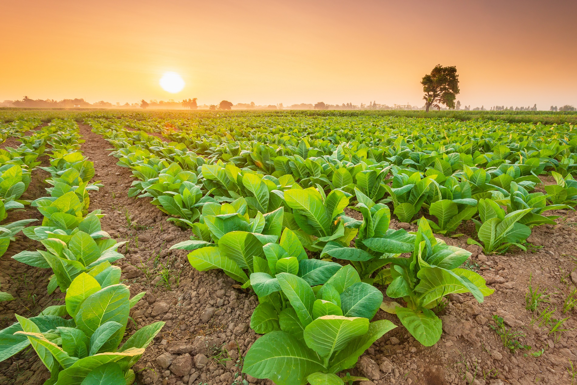 ¿Qué medidas pueden ayudarte a favorecer la protección y salud de tus cultivos?