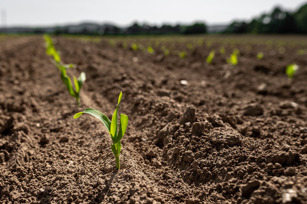 ¿Qué prácticas de cultivo son más adecuadas para reducir el riesgo de erosión de tu parcela?