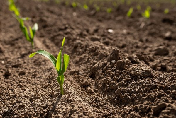 buenas prácticas agrícolas prácticas de cultivo erosión sostenibilidad agricultura sostenible sanidad vegetal aepla