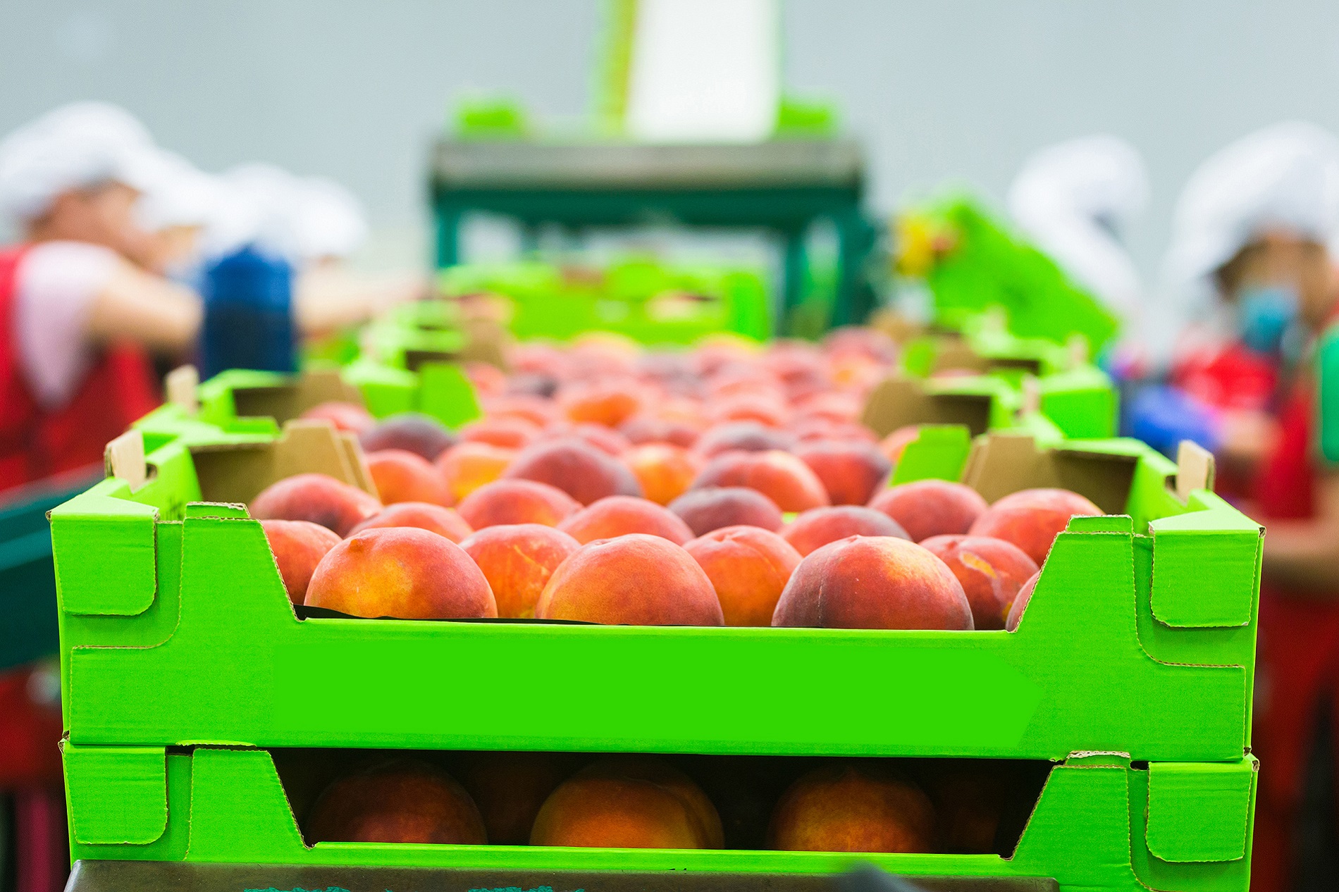 ¿Qué debes tener en cuenta durante el transporte de tus cosechas de frutas y verduras?
