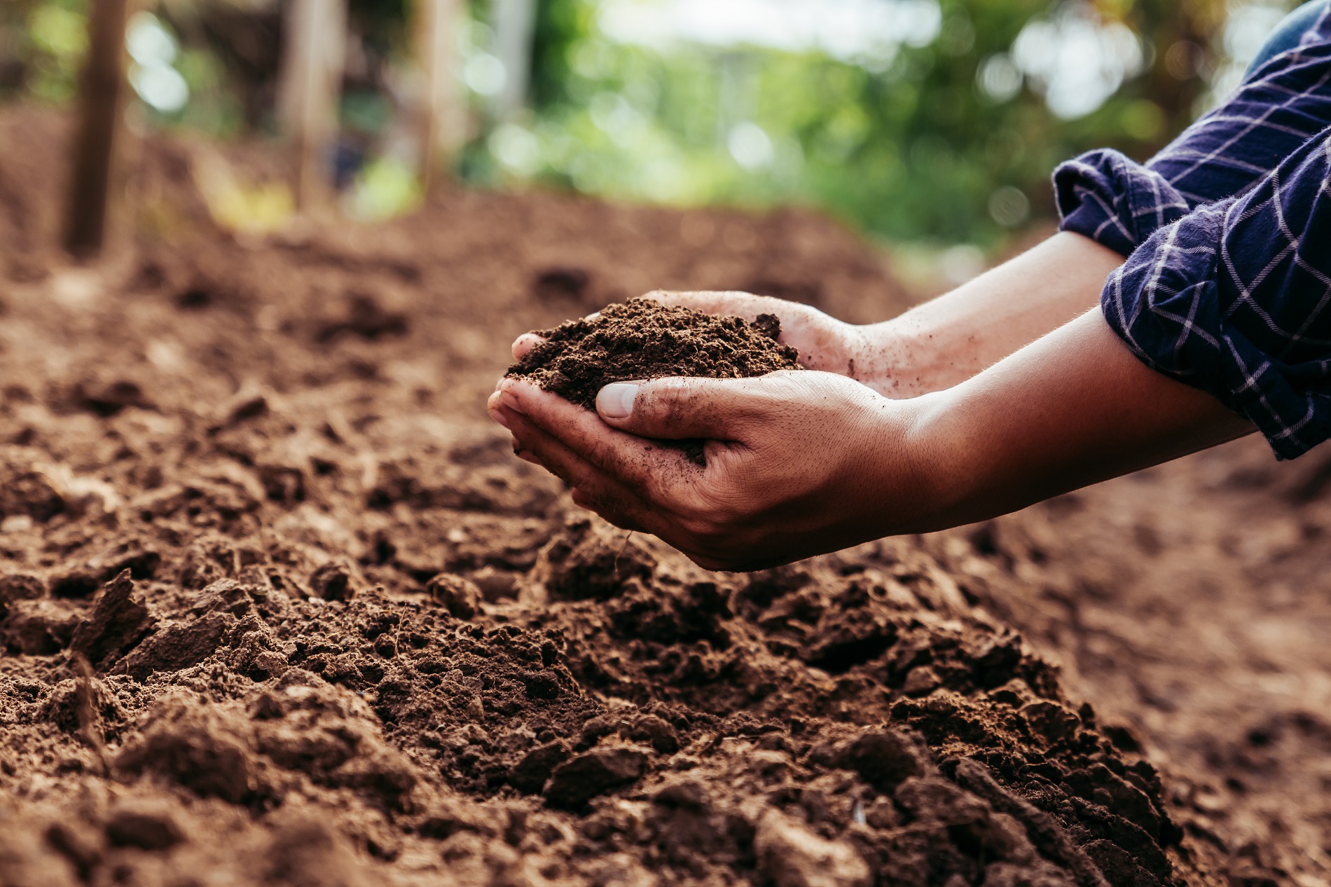 Lecho de siembra: ¿Por qué puede resultar muy beneficioso para el desarrollo de tus cultivos?