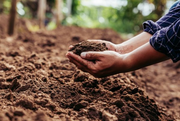 lecho de siembra materia orgánica buenas prácticas agrícolas sanidad vegetal agricultura sostenibilidad aepla