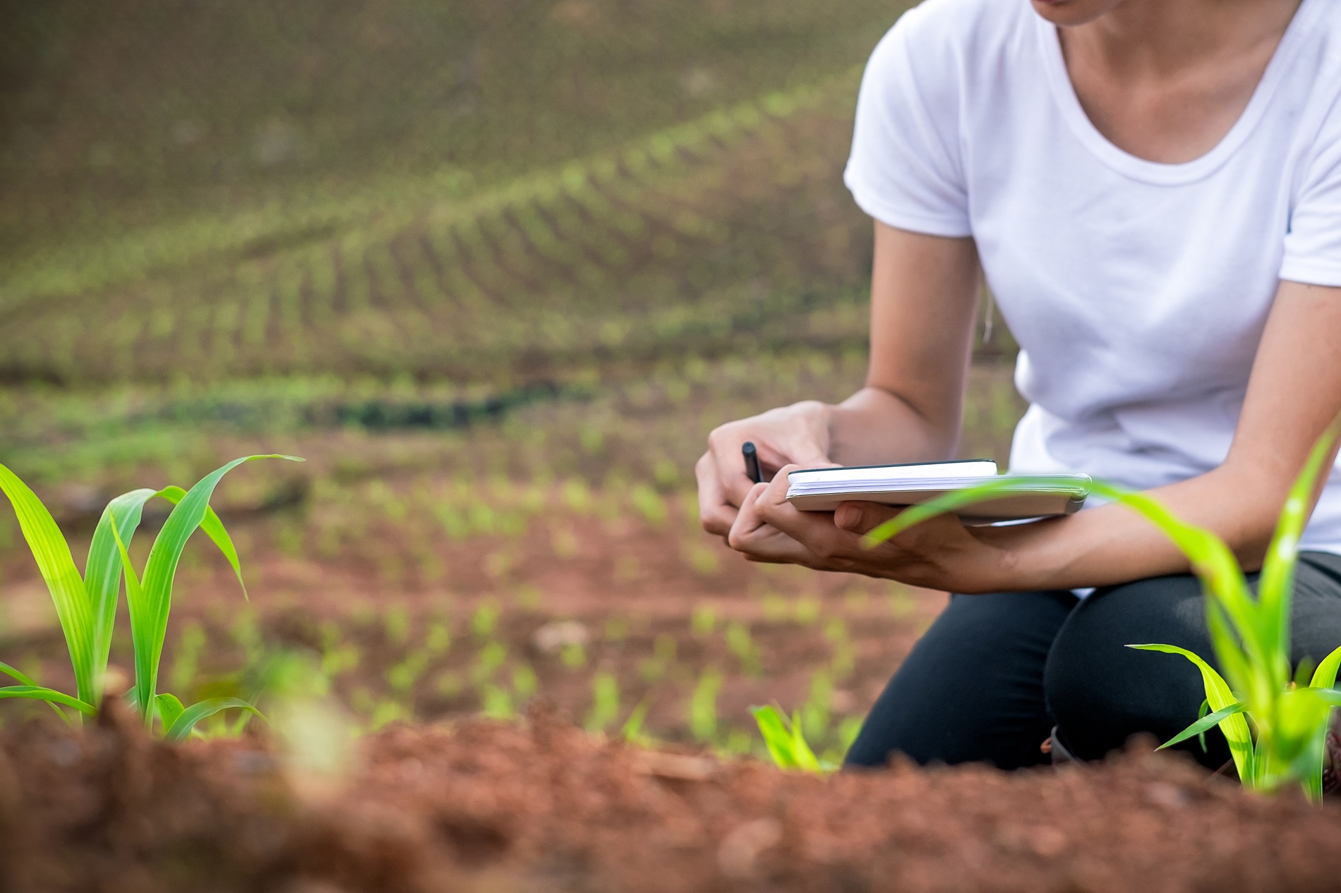 Buenas prácticas agrícolas: Consulta de la Ficha de Datos de Seguridad de un fitosanitario