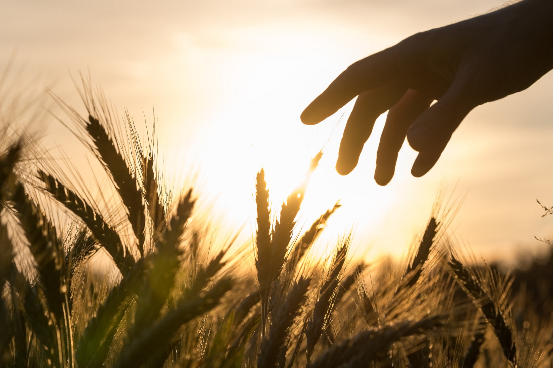 Buenas prácticas agrícolas: ¿Cómo reducir las emisiones contaminantes en tu actividad agrícola?