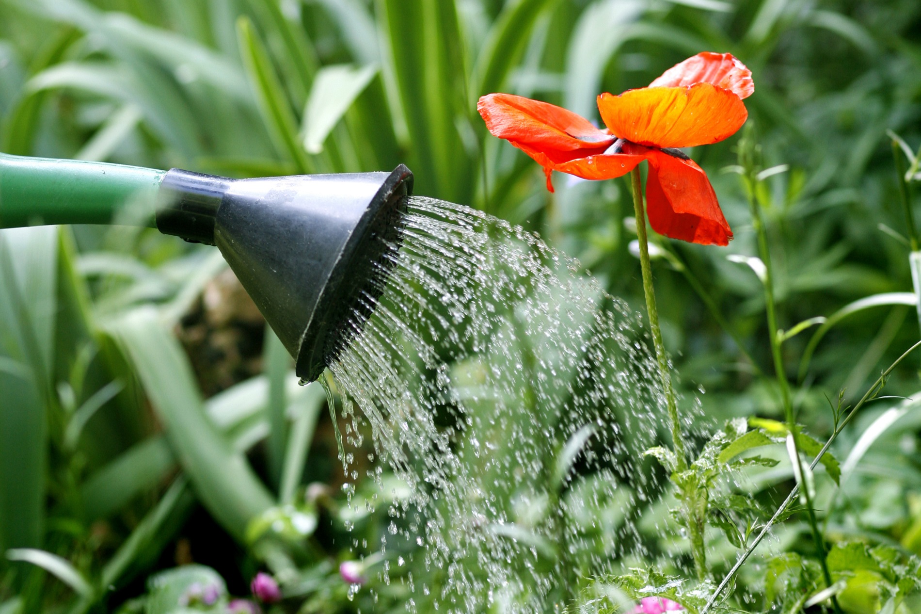 Consejos básicos para realizar un riego correcto de tus plantas de jardín