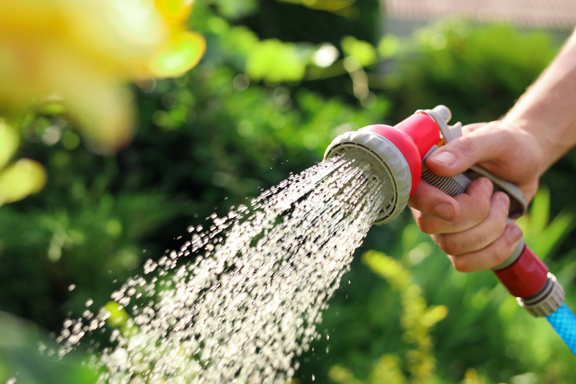 ¿Cómo realizar un riego adecuado de tus plantas de jardín?