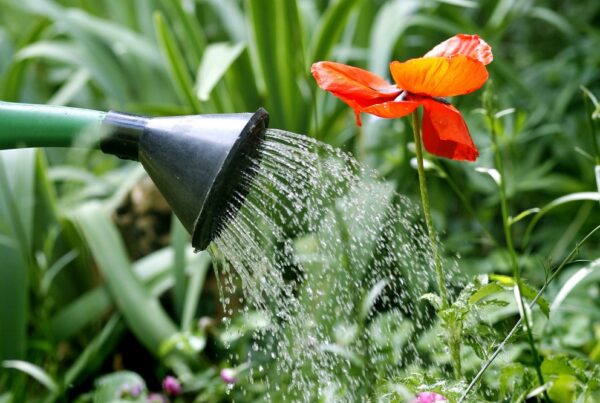 riego jardín consejos Áreas Verdes AEPLA