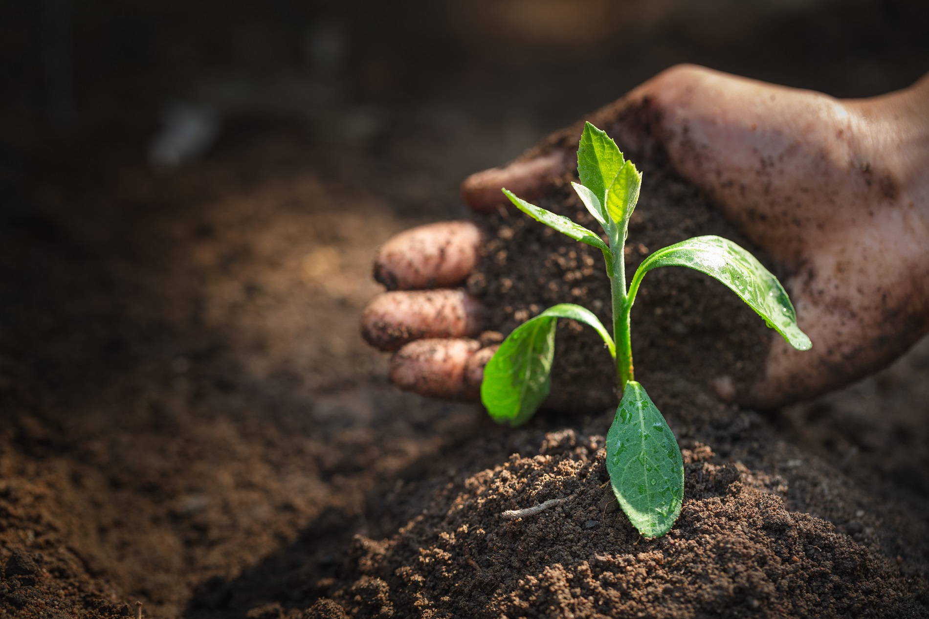 ¿Qué puedes hacer para favorecer la salud y conservación del suelo agrícola?