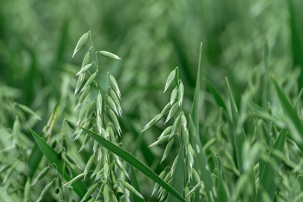 cultivos cubierta buenas prácticas agrícolas agricultura sostenible protección cultivos agronomía sanidad vegetal aepla