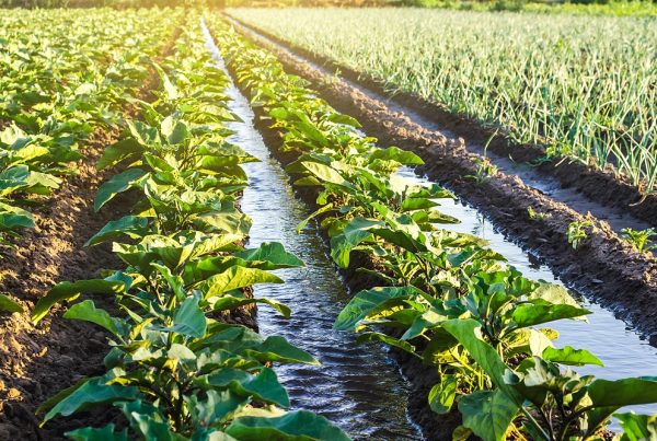 calidad agua de riego buenas prácticas agrícolas sanidad vegetal agricultura sostenible aepla