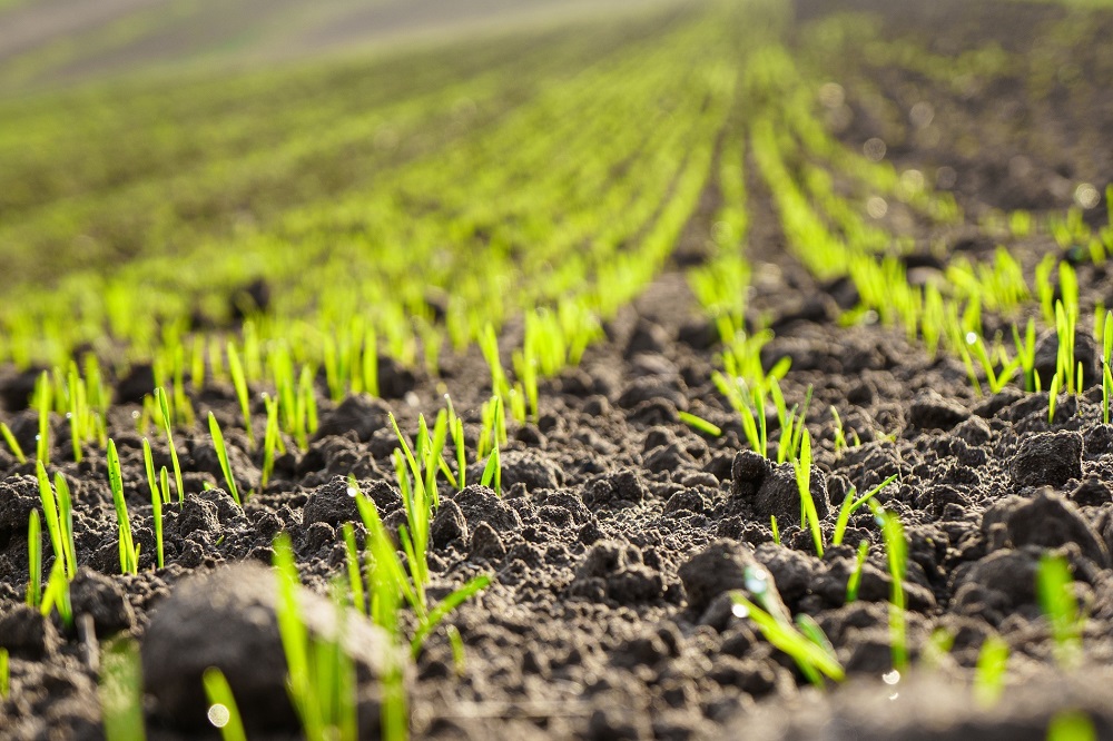 amenazas agrícolas invierno plagas enfermedades malas hierbas sanidad vegetal agricultura tratamientos fitosanitarios protección de cultivos aepla