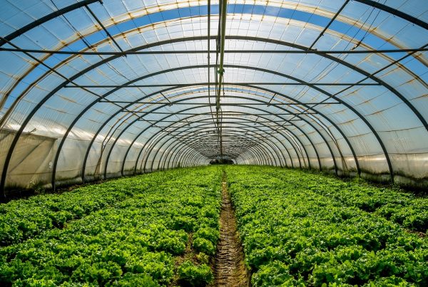 invernaderos sanidad vegetal cultivos en invernadero productividad agrícola agricultura sostenibilidad aepla