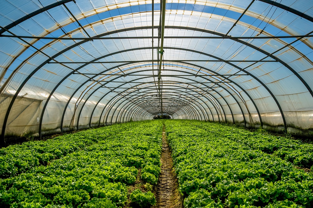 Buenas prácticas agrícolas: Protección de cultivos en invernaderos