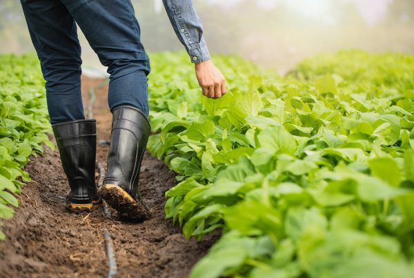buenas prácticas tratamiento fitosanitario sanidad vegetal protección de cultivos agricultura sostenibilidad aepla