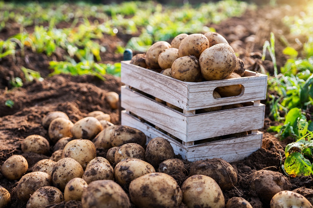 recolección de cosechas buenas prácticas agrícolas protección de cultivos sanidad vegetal alimentación agricultura seguridad alimentaria aepla