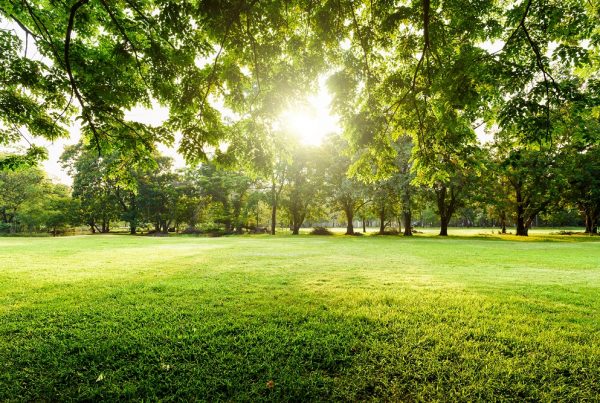 áreas verdes sanidad vegetal protección jardines parques huerto doméstico AEPLA