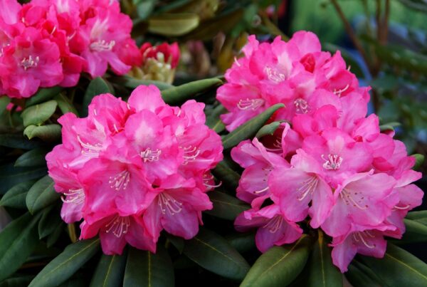 variedades vegetales cuidados jardín jardinería áreas verdes invierno sanidad vegetal aepla