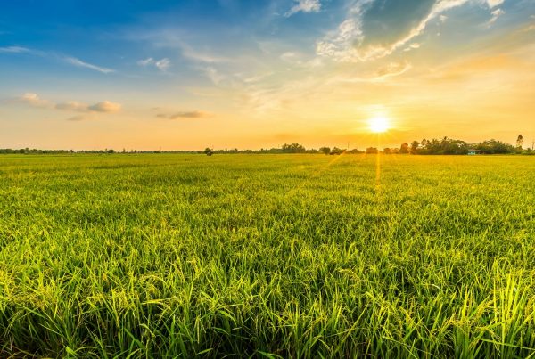 cambio climático sanidad vegetal sostenibilidad agricultura protección de cultivos agricultura sostenible aepla