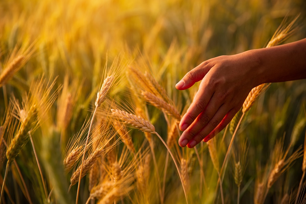 uso responsable productos fitosanitarios sanidad vegetal protección de cultivos buenas prácticas agrícolas aepla