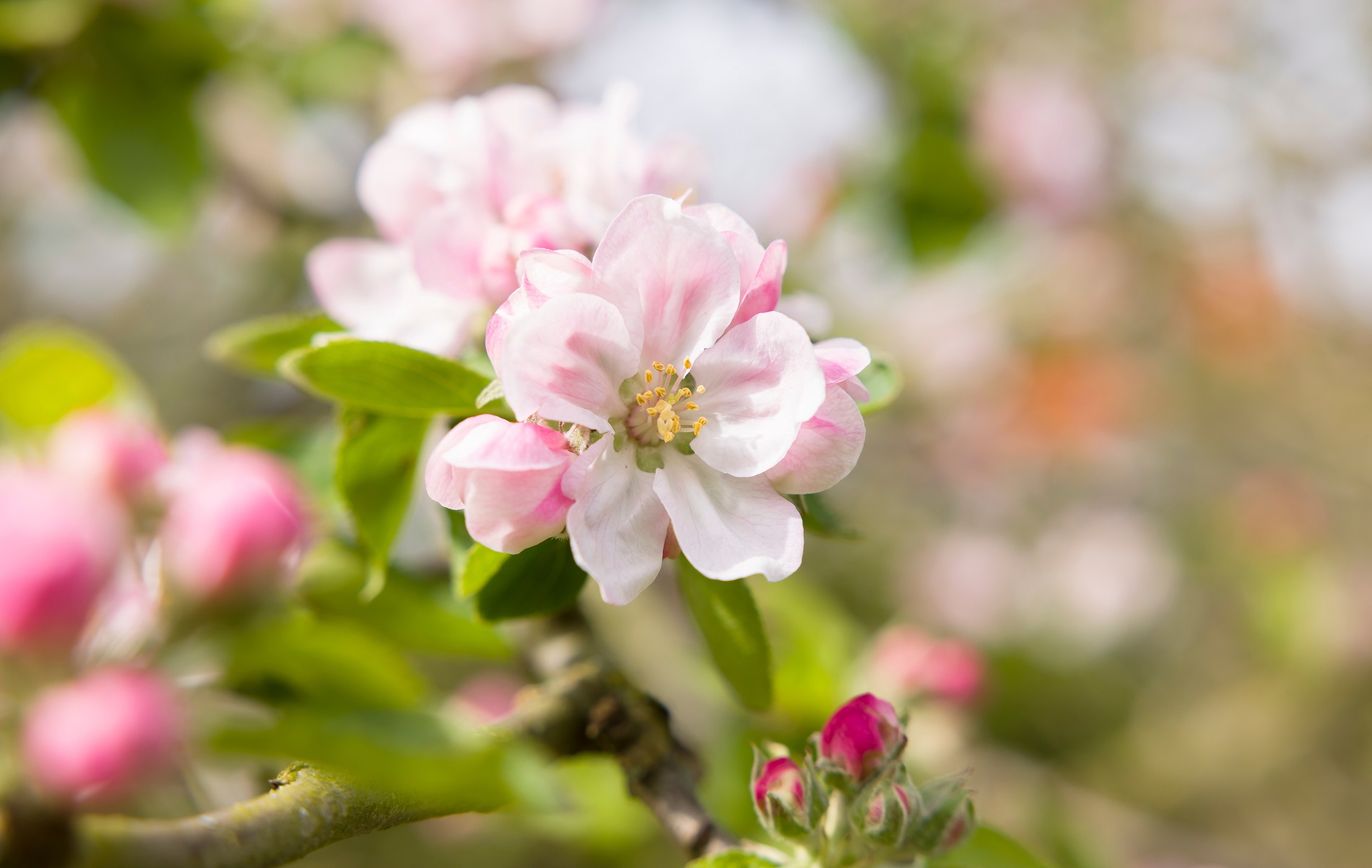 ¿Qué puedes hacer para combatir la proliferación de plagas y enfermedades primaverales en tu jardín?