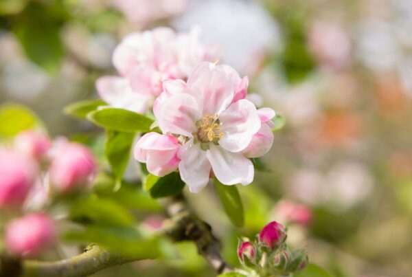 sanidad vegetal protección jardín plagas enfermedades malas hierbas primavera jardinería áreas verdes aepla