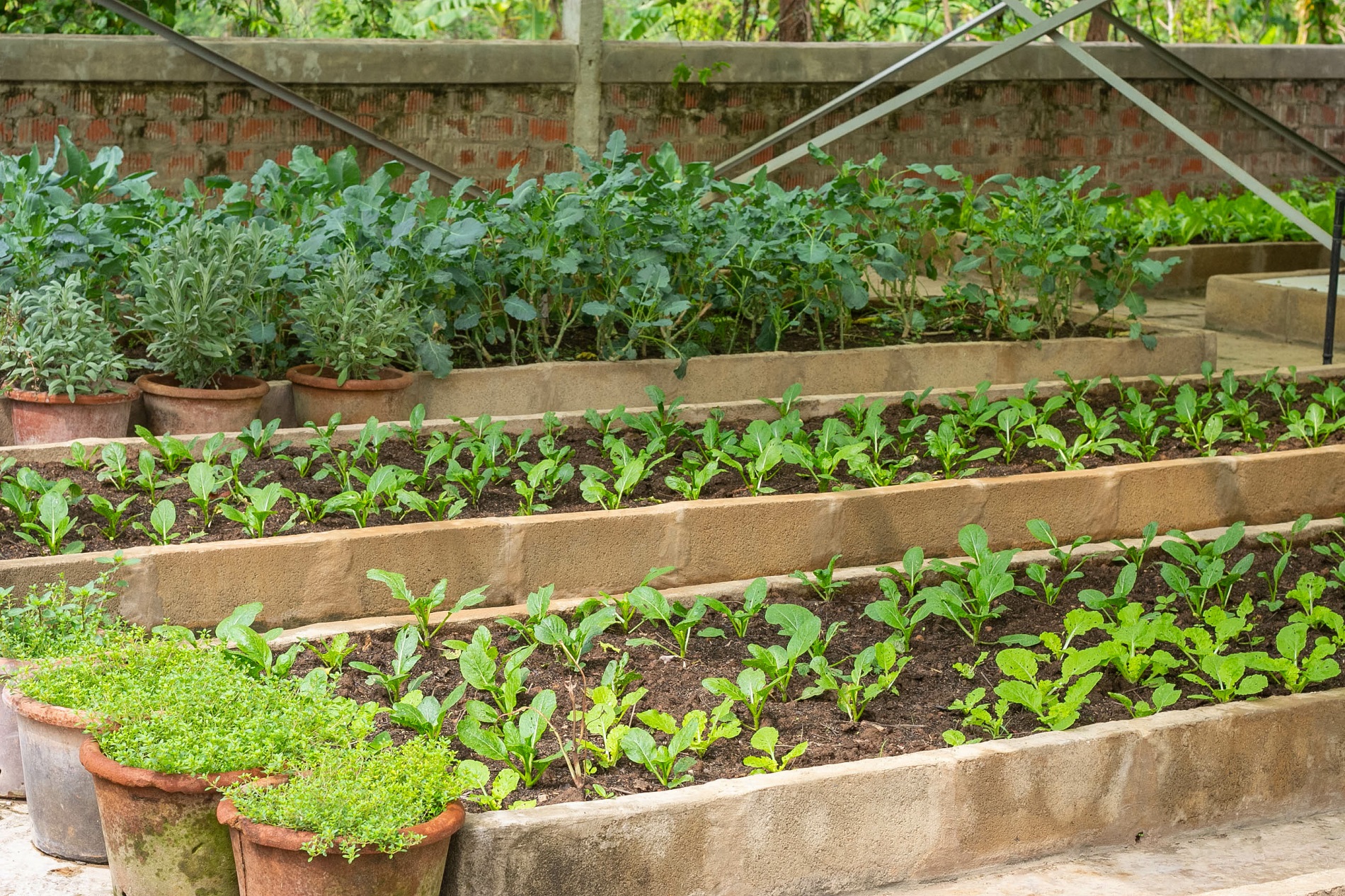 ¿Qué ventajas puede aportar la rotación de cultivos a tu huerto doméstico?