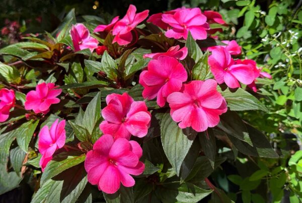 variedades vegetales cuidados jardín jardinería áreas verdes verano geranio petunia begonia clavel alegría sanidad vegetal aepla